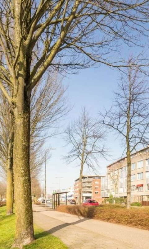 Brabantstraat
